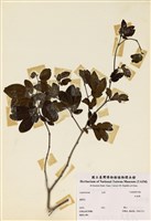 藏品(紅粉撲)的圖片